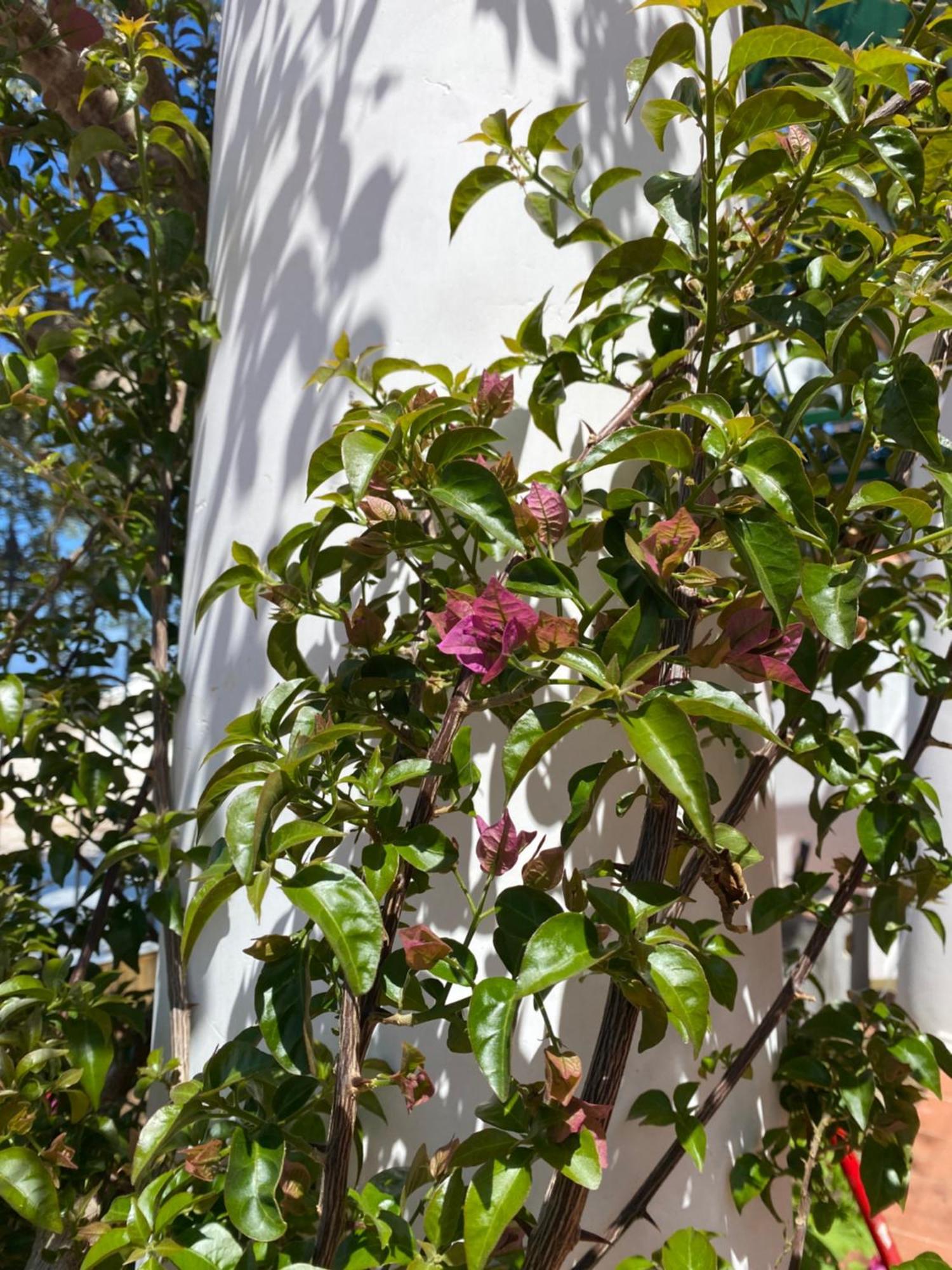 B&B La Ciammurrella Anacapri  Exterior foto